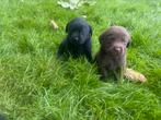 Prachtige labrador pups, Meerdere, Meerdere dieren, Nederland, Particulier