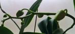 Orchidee kamerplant, Huis en Inrichting, Kamerplanten, Ophalen, Overige soorten, Halfschaduw, Minder dan 100 cm