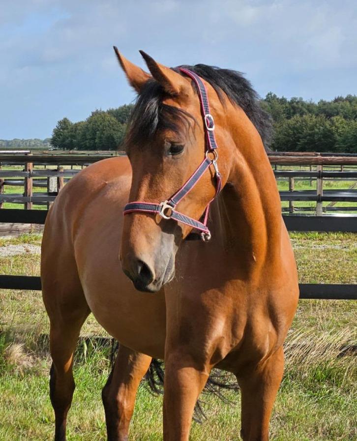 Aansprekende, veelzijdige 3 jarige merrie, Dieren en Toebehoren, Paarden, Merrie, Onbeleerd, 170 tot 175 cm, 3 tot 6 jaar, Dressuurpaard