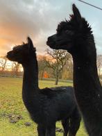 Mooie zwarte alpaca, Vrouwelijk, Geit, 3 tot 5 jaar