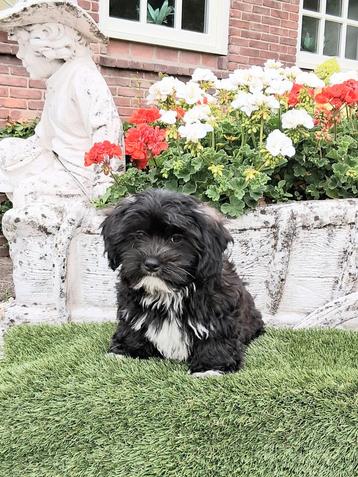 Te koop mooie speelse boomer  pups  beschikbaar voor biedingen