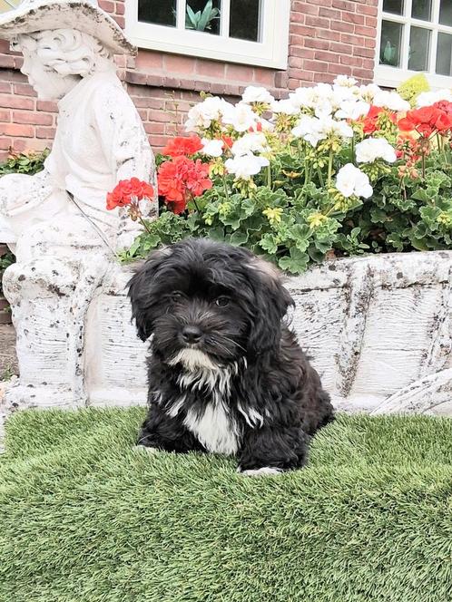 Te koop mooie speelse boomer  pups, Dieren en Toebehoren, Honden | Chihuahua's en Gezelschapshonden, Reu, Overige rassen, Particulier