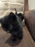 3 lieve kittens zoeken een nieuw warm, liefdevol nestje, Dieren en Toebehoren, Katten en Kittens | Overige Katten