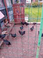 Jonge hennen te koop van de Barneveldse kippen dubbel gezoom, Dieren en Toebehoren, Pluimvee, Vrouwelijk, Kip