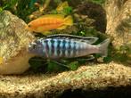 Malawi Cichliden man / vrouw ., Dieren en Toebehoren, Vissen | Aquariumvissen, Vis, Zoetwatervis