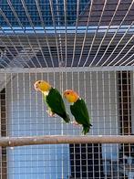 Koppel groendij. Caiqeu’s, Dieren en Toebehoren, Vogels | Parkieten en Papegaaien