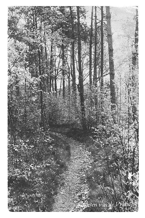 950658	Hierden	Gld 1964 Vakantiecentrum De Woudstee 	Gelopen, Verzamelen, Ansichtkaarten | Nederland, Gelopen, Gelderland, 1960 tot 1980