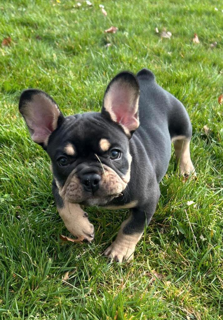 Franse bulldog pups (zeer uniek isabella)gezonde richtlijn, Dieren en Toebehoren, Honden | Bulldogs, Pinschers en Molossers, Meerdere dieren