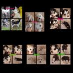 Tekoop 5 mooie husky,'s pups, 8 tot 15 weken, Poolhond, Meerdere, Meerdere dieren