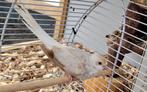 2 jonge diamantduifjes, Dieren en Toebehoren, Vogels | Duiven, Meerdere dieren, Overige soorten