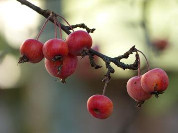 Sierappeltjes malus Red Sentinel beschikbaar voor biedingen