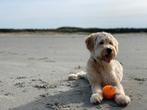 Gezocht: logeeradres / oppas voor onze lieve doodle Neo, Eén hond, 3 tot 5 jaar, Nederland, Particulier