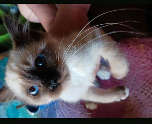 Heilige Birmaan kittens lang harig Sealtje Ede, Dieren en Toebehoren, Katten en Kittens | Raskatten | Langhaar, Meerdere dieren