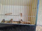 Kleine distelvinken mannen, Mannelijk, Wildzangvogel, Geringd