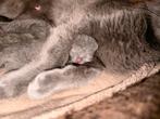 Blauwe Rus x Britse Korthaar Kittens - Geboren op 15/09/2025, Meerdere dieren