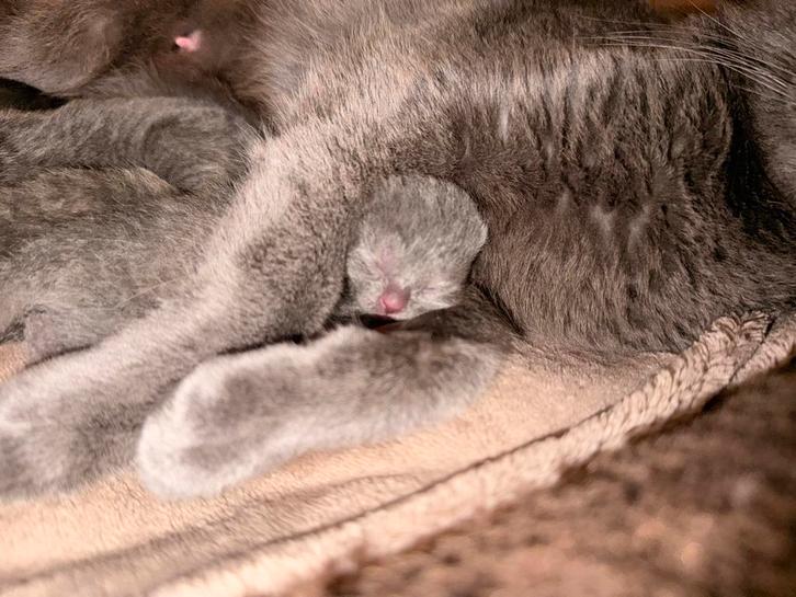 Blauwe Rus x Britse Korthaar Kittens - Geboren op 15/09/2025, Dieren en Toebehoren, Katten en Kittens | Overige Katten, Meerdere dieren