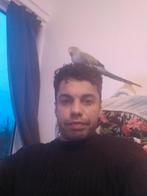 Parkiet kwijt hengelo  30 euro beloning wie hem vindt, Mannelijk, Overige soorten