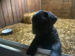 Nog 4 lieve prachtige zwarte labrador pups, Dieren en Toebehoren, Honden | Retrievers, Spaniëls en Waterhonden, Particulier, Meerdere