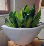 Bloempot wit met Sansevieria Hahnii Jade Star plant🪴OPHALEN, Ophalen, Overige soorten, Minder dan 100 cm