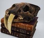 Replica schedel sabeltandtijger PREPARATENSHOP, Verzamelen, Dierenverzamelingen, Nieuw, Ophalen of Verzenden, Schedel