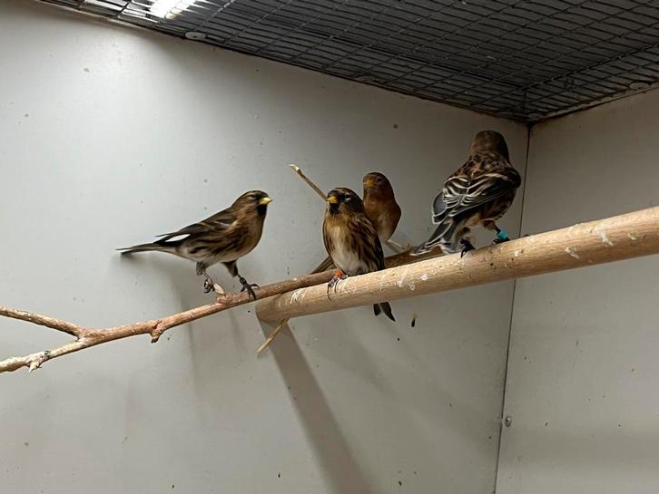 Kleine Barmsijsjes, Dieren en Toebehoren, Vogels | Overige Vogels, Wildzangvogel, Meerdere dieren, Geringd