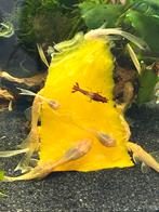 Ancistrus albino longfin, Dieren en Toebehoren, Vissen | Aquariumvissen, Vis