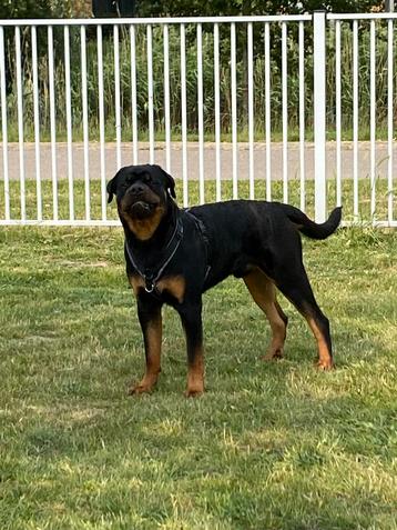 Rottweiler beschikbaar voor biedingen