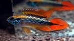 Apistogramma agassizii red - koppel - Koidreams Valburg, Zoetwatervis, Vis