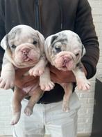 New english bulldog pups, Dieren en Toebehoren, Honden | Bulldogs, Pinschers en Molossers, België, Particulier, Rabiës (hondsdolheid)