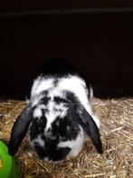 Hangoor konijntjes, Dieren en Toebehoren, Konijnen, Meerdere dieren, Hangoor