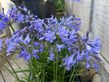 Agapanthus  beschikbaar voor biedingen