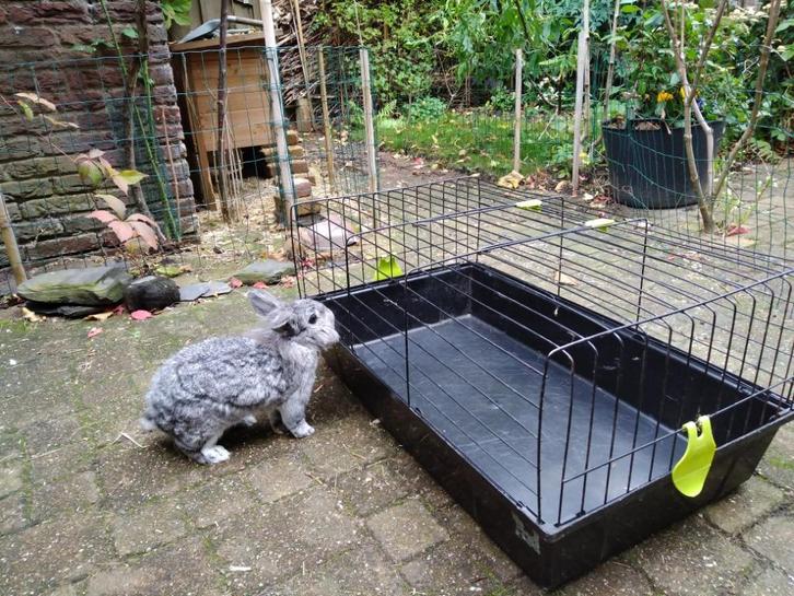 Hok, knaagdieren, Dieren en Toebehoren, Knaagdieren en Konijnen | Hokken en Kooien, Gebruikt, Hok, Minder dan 60 cm, 75 tot 110 cm