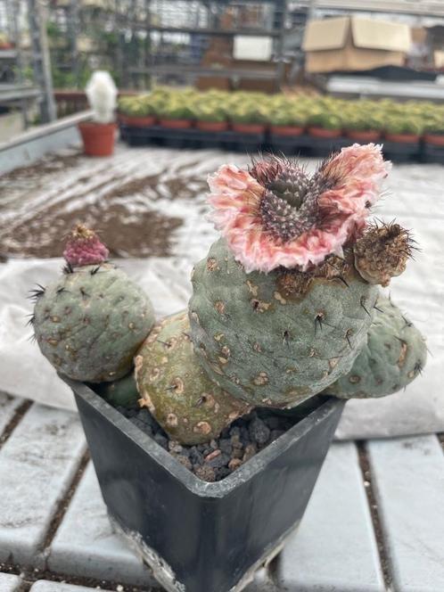 Cactus Tephrocactus Geometricus Cristaat uit Argentinie, Huis en Inrichting, Kamerplanten, Cactus, Minder dan 100 cm, Bloeiende kamerplant