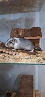 Gerbilarium incl vrouwlijke gerbil incl alle toebehoren, Dieren en Toebehoren, Knaagdieren, Mei, Vrouwelijk, Hamster