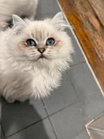 Prachtige British Longhair kittens – 4 maanden oud, Dieren en Toebehoren, Katten en Kittens | Overige Katten