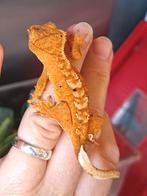 Wimpergekko jong geel, Dieren en Toebehoren, Hagedis