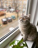 Twee Britse Korthaar (poes en kater) Pippa & Tony, Meerdere dieren, Gechipt, 3 tot 5 jaar