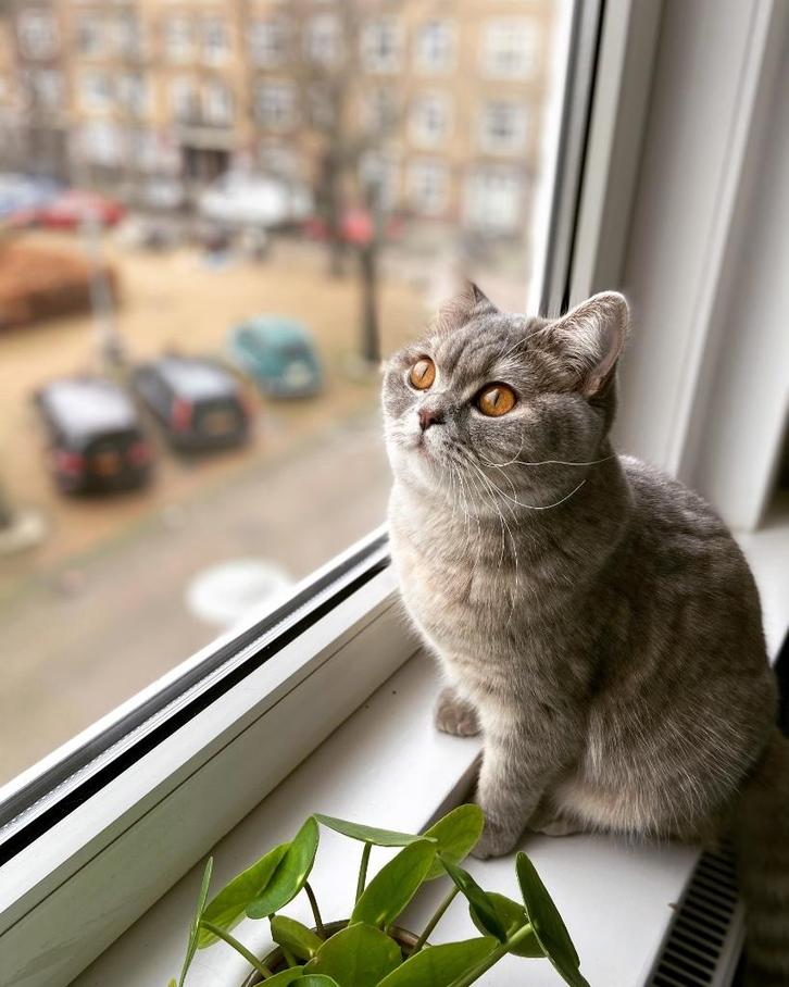 Twee Britse Korthaar (poes en kater) Pippa & Tony, Dieren en Toebehoren, Katten en Kittens | Raskatten | Korthaar, Meerdere dieren