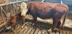 Hereford koe met stierkalf, Dieren en Toebehoren, Runderen, Vrouwelijk