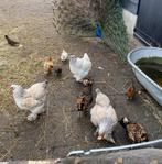 Brahma haan, Dieren en Toebehoren, Pluimvee, Mannelijk, Kip