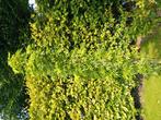 Amberboom, Tuin en Terras, Planten | Bomen, Ophalen, Bloeit niet, Halfschaduw, Overige soorten