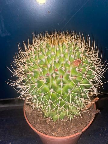 Mammillaria cactus groot dik bloemen in de knop beschikbaar voor biedingen