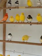 Zaterdagmorgen 4 okt In / verkoop vogels Kampen, Dieren en Toebehoren, Meerdere dieren, Kleurkanarie