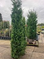 Haagconifeer, Thuja plicata 'Gelderland' 225-250 cm hoog, Tuin en Terras, Planten | Struiken en Hagen, Ophalen, Conifeer, Haag