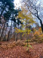 Eigen bos in Limburg - 2 natuurkavels aangeboden, Huizen en Kamers, Kavels en Percelen, Beesel, Verkoop zonder makelaar, 1500 m² of meer