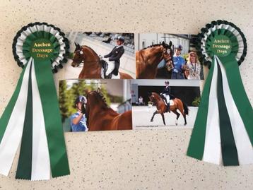 Orun niveau 4 trainster en lichte tour amazone plek beschikbaar voor biedingen