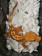 Wimpergekko- crested gecko - Correlophus ciliatus, Hagedis, Tam, 0 tot 2 jaar