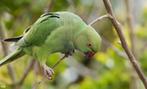 Halsband-parkieten, ev. met foutjes, gezocht grote voliere, Dieren en Toebehoren, Vogels | Parkieten en Papegaaien, Meerdere dieren