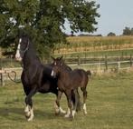 Merrie met typisch dressuurveulen van Fontaine TN x Nando, Dieren en Toebehoren, Paarden, Merrie, Gechipt, Dressuurpaard, 0 tot 2 jaar