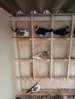 Kumrus/Fluitduiven!, Dieren en Toebehoren, Vogels | Duiven, Meerdere dieren